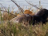 otter hou vis vas  Groot Otter vang groot vis Cape Clawless otter with big fish : frieda
